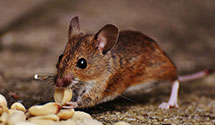 hospital-and-healthcare-facility-pest-management Experts in Cp Beauregard